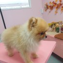 DOG LOVE WITH 란 이미지