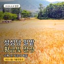 황금고개 | 대전 6월 가볼만한곳 성심당 밀밭 황금빛 절정 실시간 후기