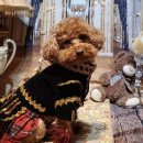 카페 개떼 이미지