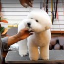 GROOMING107 이미지