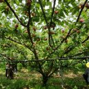 이완기농장 이미지