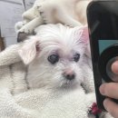 파리스동물병원 이미지