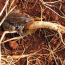 인삼농장 이미지