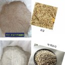 호밀씨 이미지