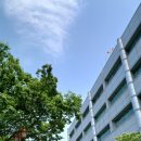 우체국 이팝나무 이미지