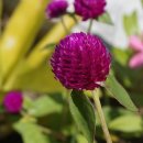 아마란스 이미지