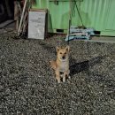 '견(犬)'을 아시나요? 이미지