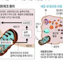 건강약초