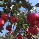 우경농원 이미지