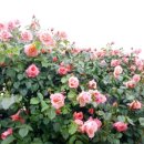 기차마을 장미공원 이미지