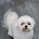 bbodog(뽀독) 이미지