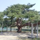 석송정 이미지