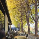 통일로1267번길 | 옐로커피 실시간 개화상태