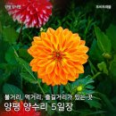 양수리전통시장(양평양수리시장) | [전통시장 여행] 양평 양수리 5일장 (두 번째 방문)