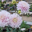 다알리 이미지