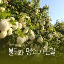 송강2리 마을회관 | [공지] 청도 불두화 명소 주소 공유 🤍 대구 아이와 가볼만한곳 &amp; 드라이브 코스 추천 (feat. 명작토피어리)