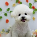 Grooming574 네이버블로그