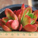 월금농장 이미지