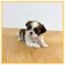 송산 | 송산 말티푸 분양 후기를 남겨요!