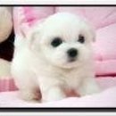이쁜강아지 이미지