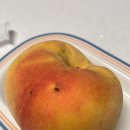 강경농산물 | 2025년 복숭아광인(5)-태우승복숭아(피치컴퍼니), 용연농산물