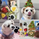 개귀여워 | 금손 이웃님 이벤트 당첨 후기│뜨개질 키링 다 귀여워 쥬금ㅠㅠ강아지 트리 모자