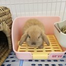 패러그린샵 명지점 이미지