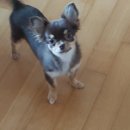 자두랑 호두랑 이미지