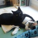 착한 고양이 이미지