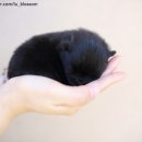 디오레 포메라니안 이미지