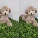 미스터 멍 애견샵 이미지