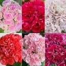 공동농장 | 독일카씨 공동구매후기 발표, 희서니네 러시아제라늄 공구안내