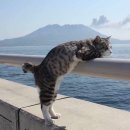 멍때리는 고양이 이미지