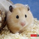 전주 햄스터 이미지