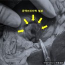 의정부 24시 IU 동물병원 이미지