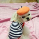 코튼독