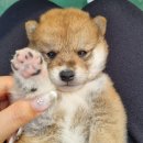 수원시바견 이미지