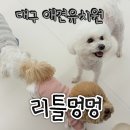 하루멍멍 | 대구 동구 효목동 애견유치원 &amp; 애견호텔 - 리틀멍멍