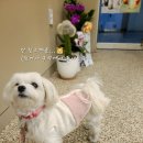 매머드익스프레스 안양관평사거리점 이미지