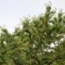 갑산농장 이미지