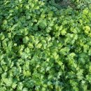 진도특산물 이미지