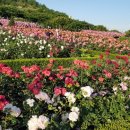 장미공원 이미지