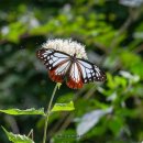 나비,날아오르다 이미지