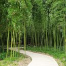 울산 태화강 국가정원 십리대숲(대밭) 대나무숲 산책로 울산 여행 이미지