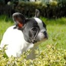 안녕, 댕댕이 이미지