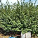 새소망푸드뱅크 이미지