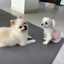 사랑한다, 멍 이미지