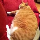 뚱냥이네 이미지