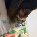 BYC | 반려견 여름 산책 필수품 &lt;BYC 개리야스 보디 드라이 쿨러닝&gt; 3XL 구매후기