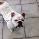 길종합동물병원 이미지